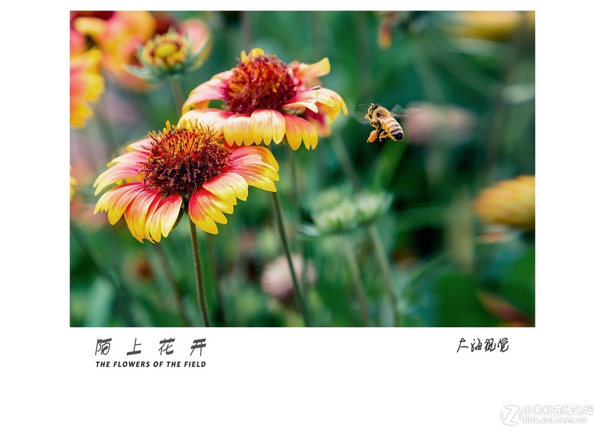 陌上花开