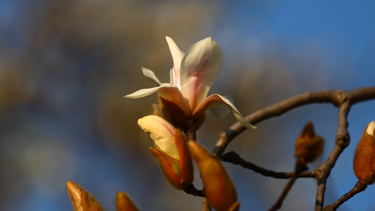 新春玉兰花