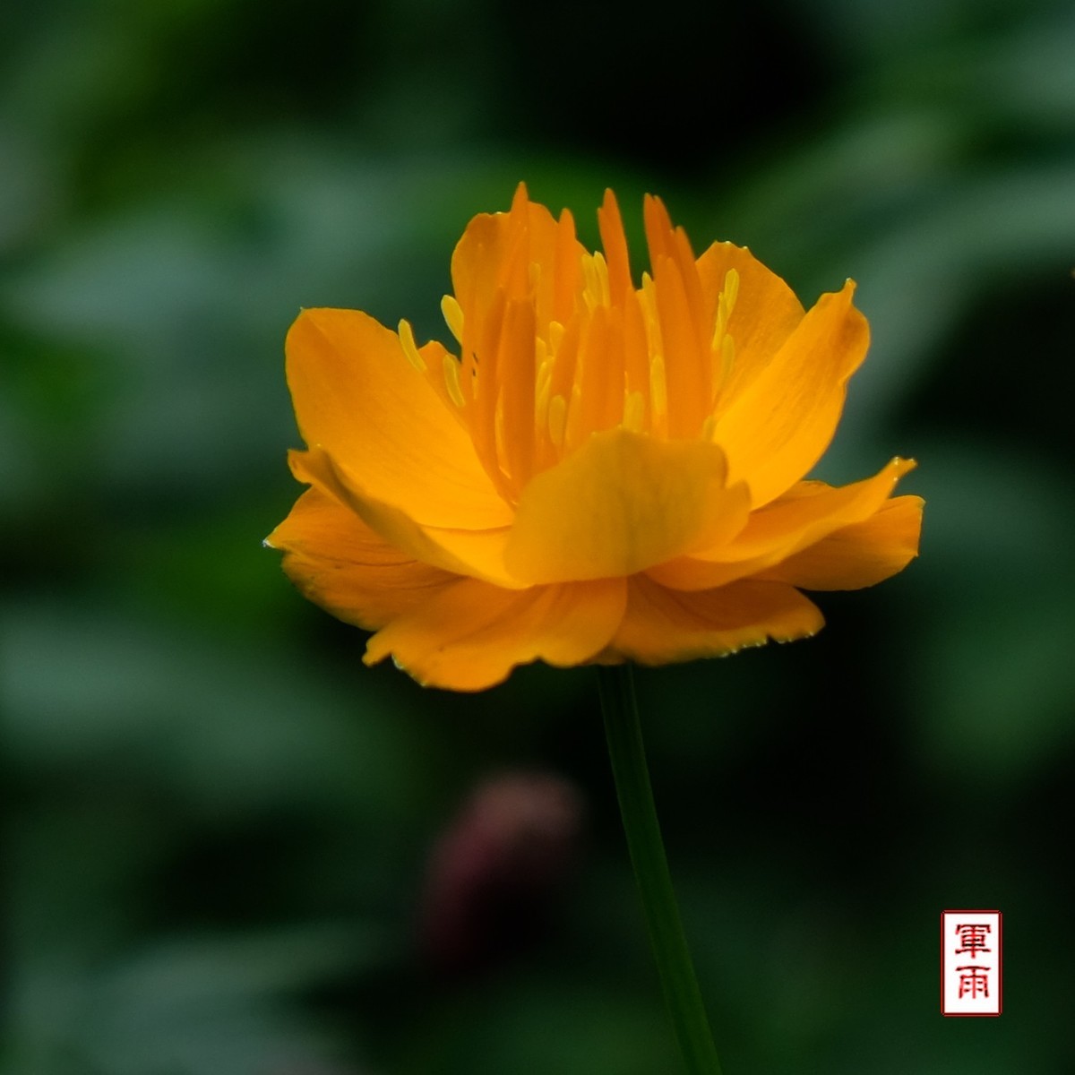 小五台拍金莲