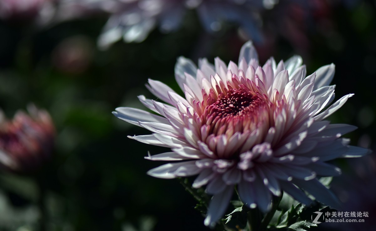 2018郑州市人民公园菊展-1