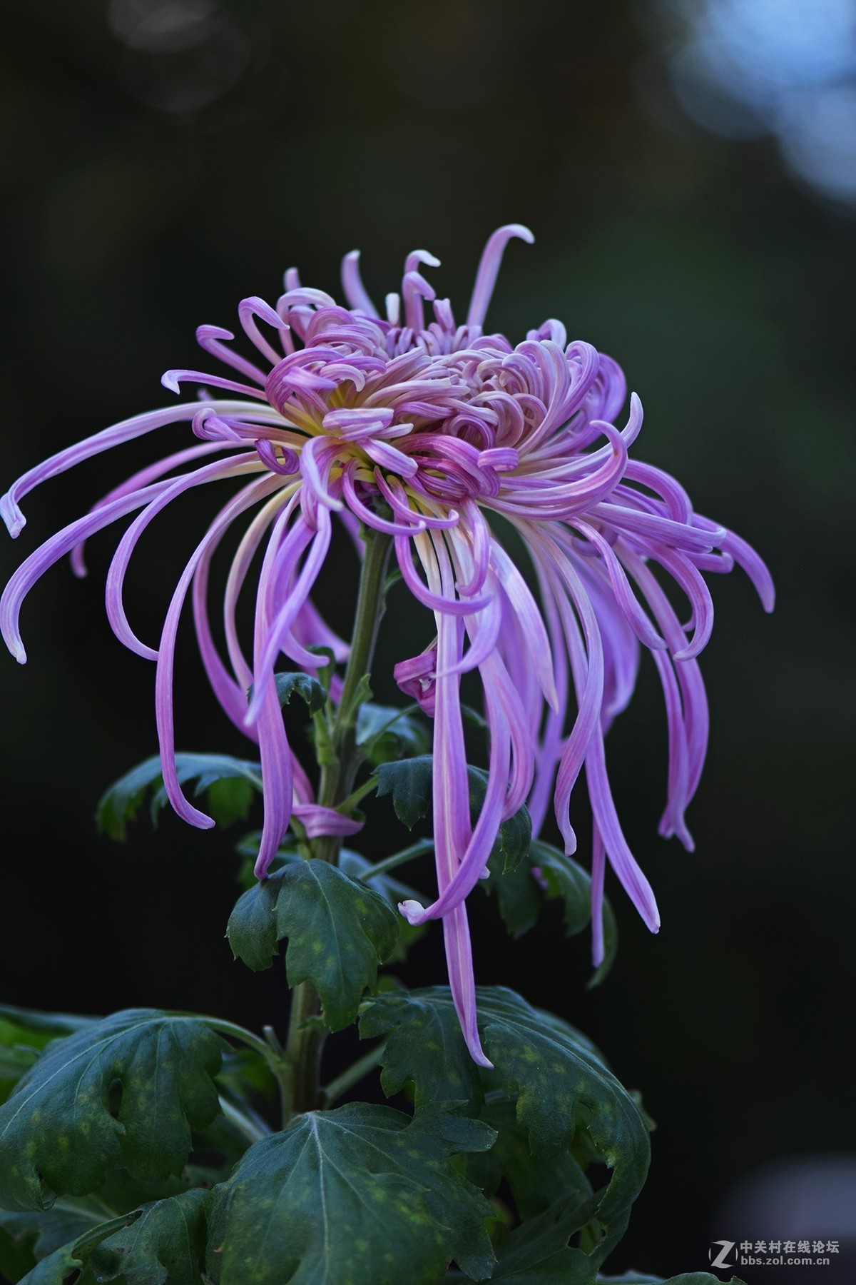 2018郑州市人民公园菊展-1