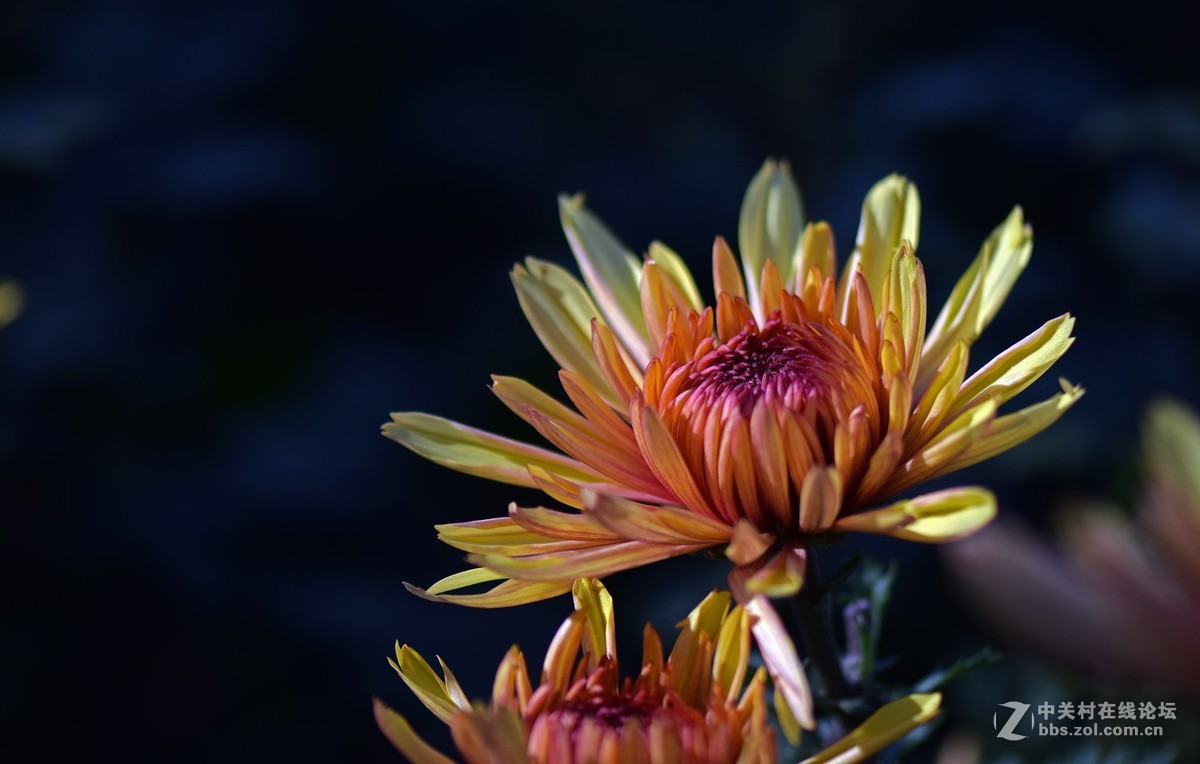 2018郑州市人民公园菊展-1