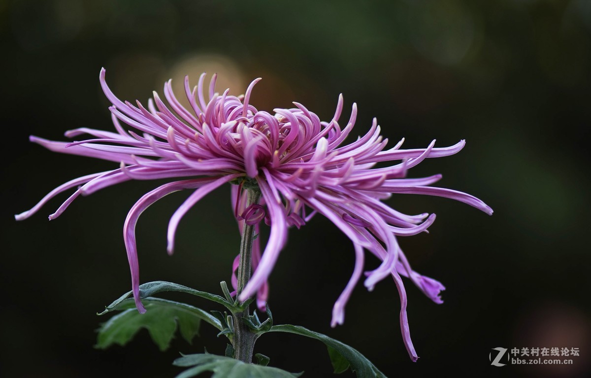 2018郑州市人民公园菊展-1