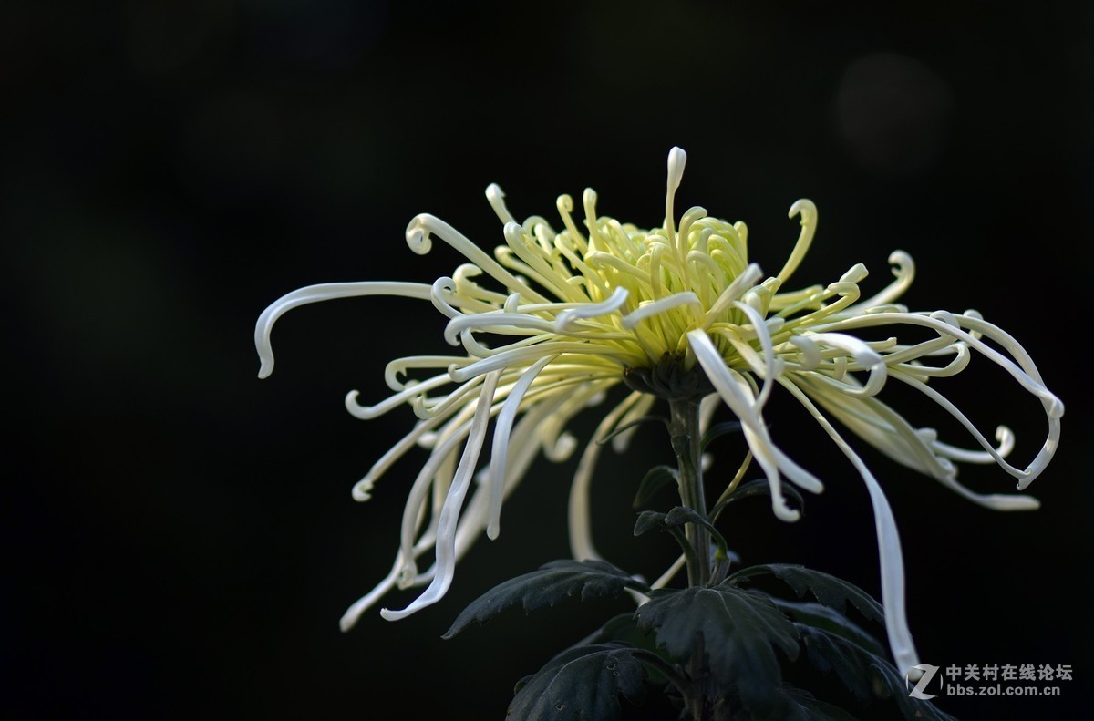 2018郑州市人民公园菊展-1