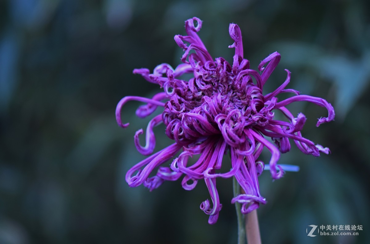 2018郑州市人民公园菊展-1