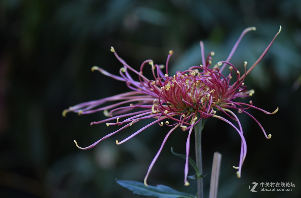 2018郑州市人民公园菊展-1