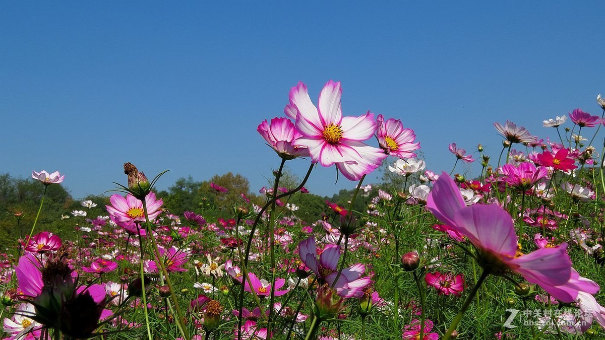 秋 花