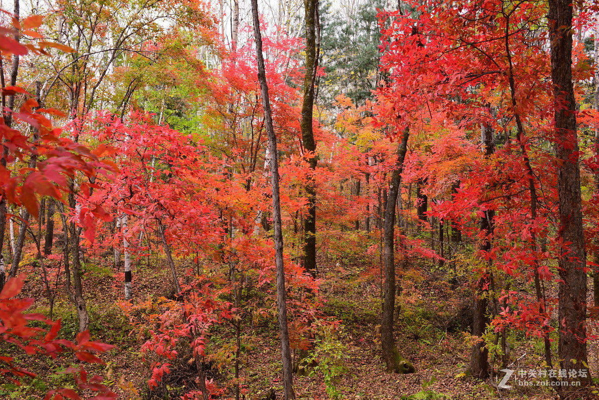枫林红叶染金秋