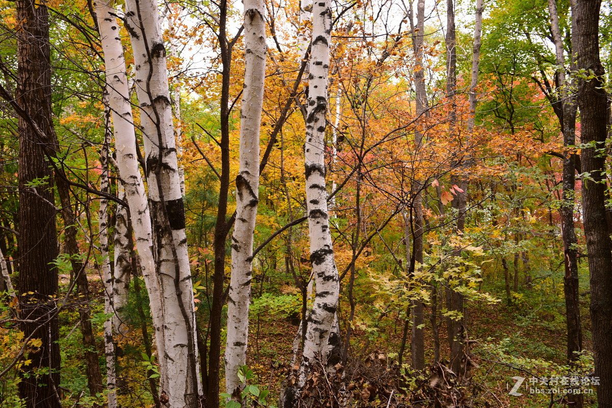 枫林红叶染金秋