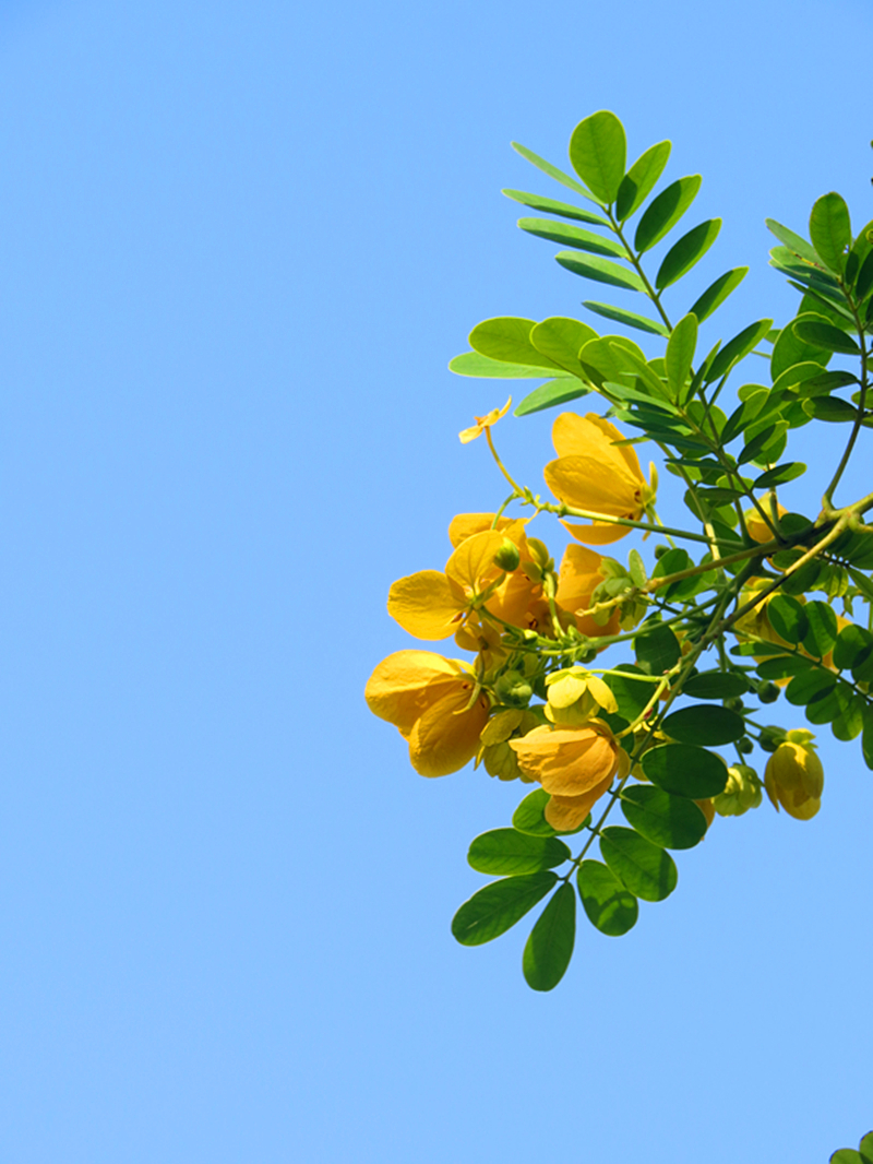 黄槐花开醉伊人