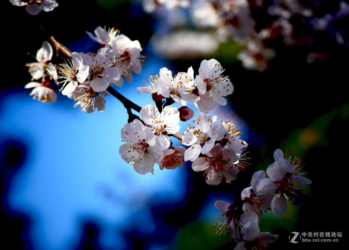 莱卡蓝-玉渊潭拍樱花（风大！有影响）