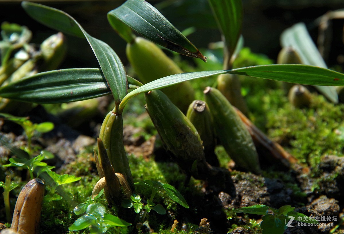 难得一见的野生石斛兰