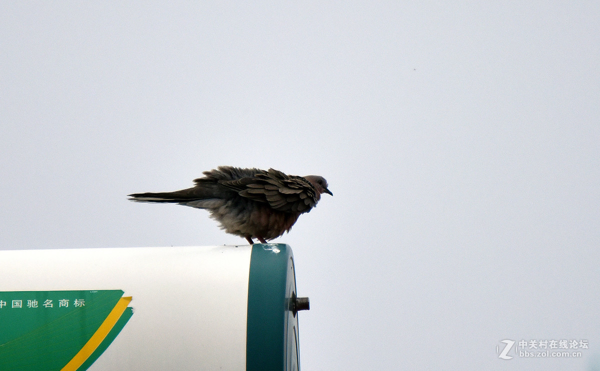 在家的窗台上也能打鸟