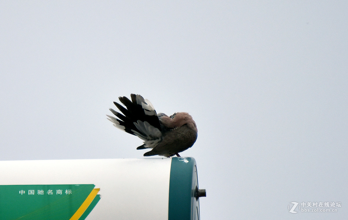 在家的窗台上也能打鸟