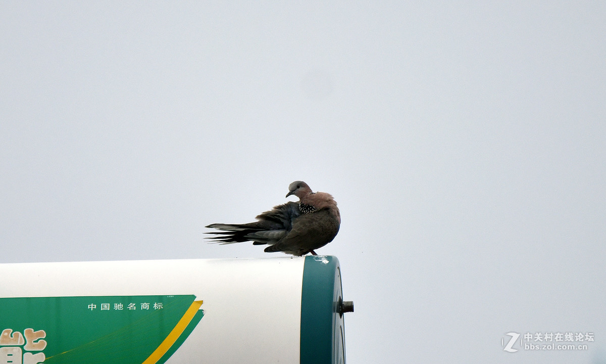在家的窗台上也能打鸟