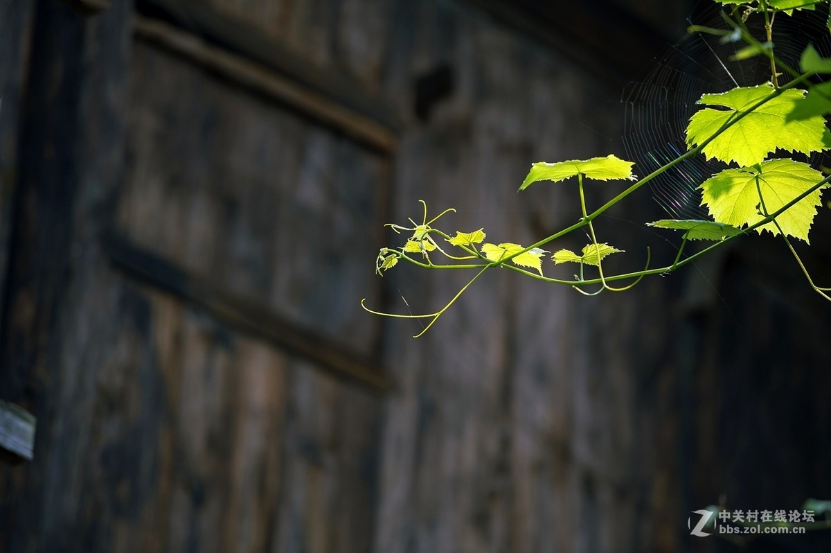 苗乡游拍（70P）