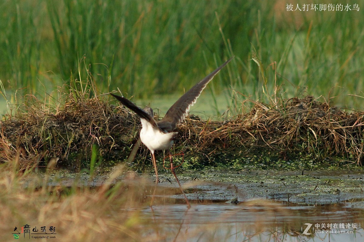 可怜受了伤的鸟