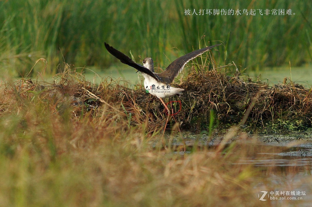 可怜受了伤的鸟