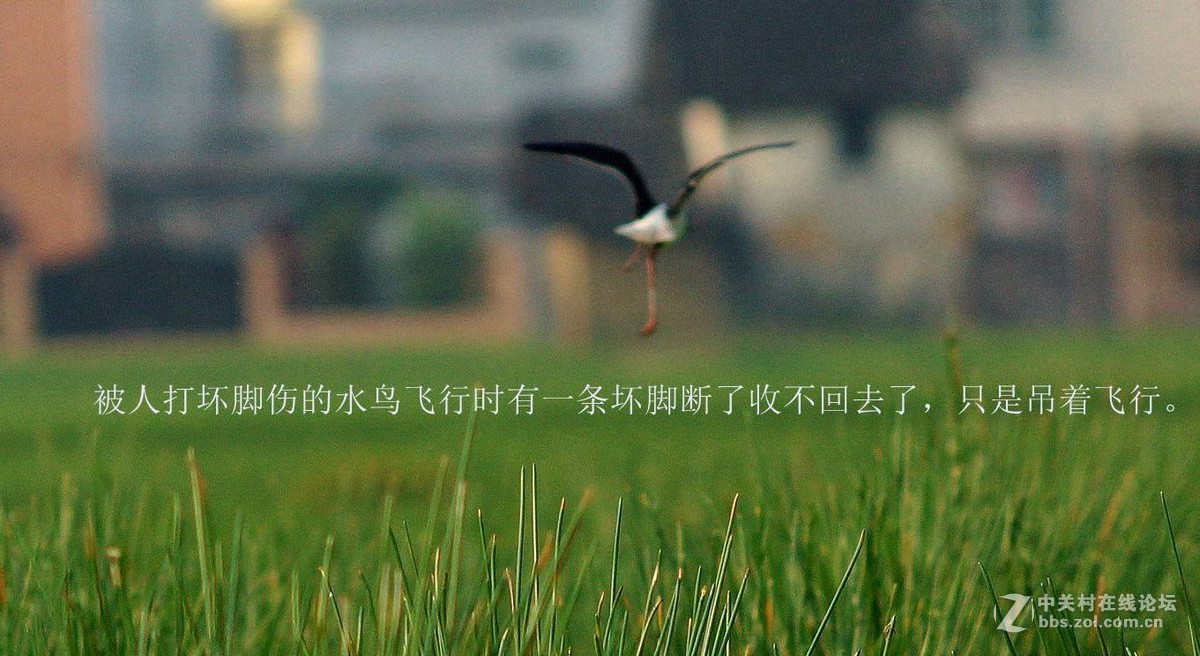 可怜受了伤的鸟