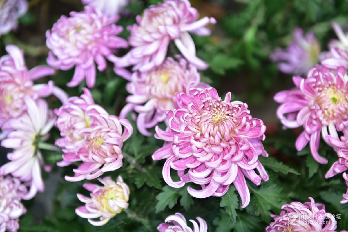 菊