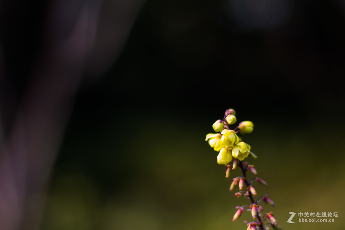 650D+小痰盂，初春下的梅花