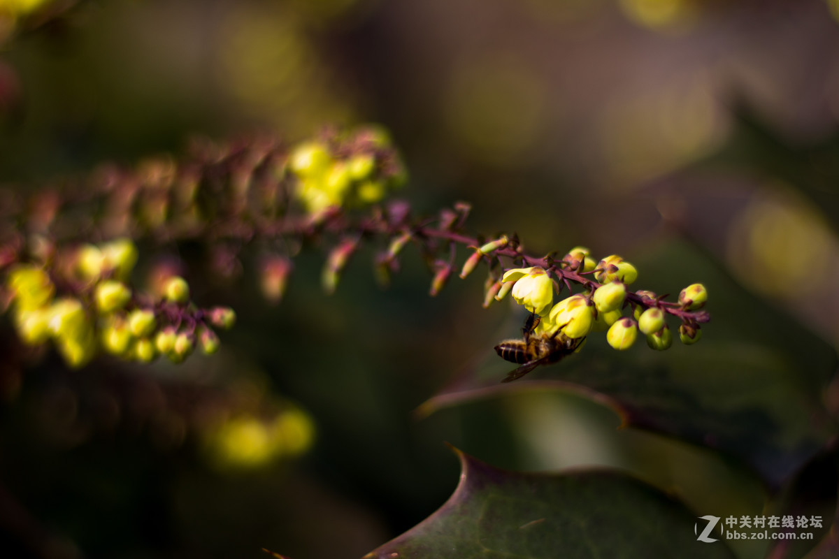 650D+小痰盂，初春下的梅花