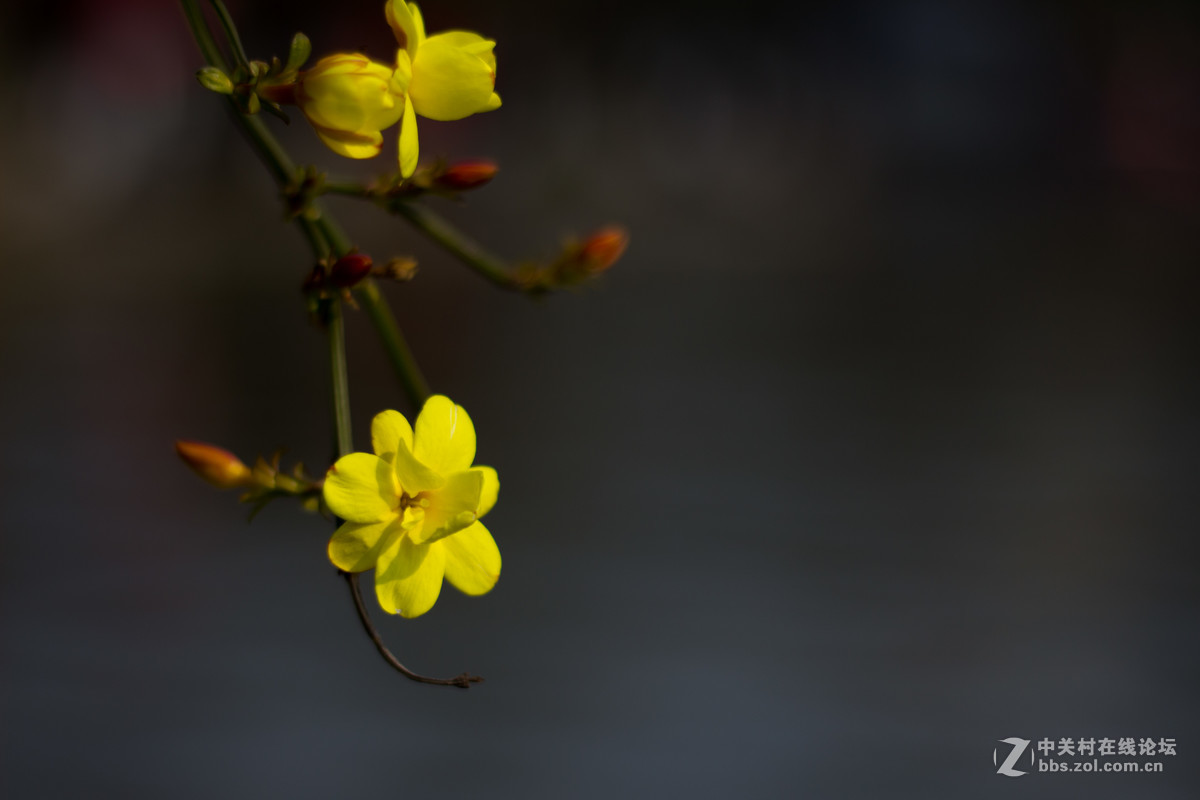 650D+小痰盂，初春下的梅花