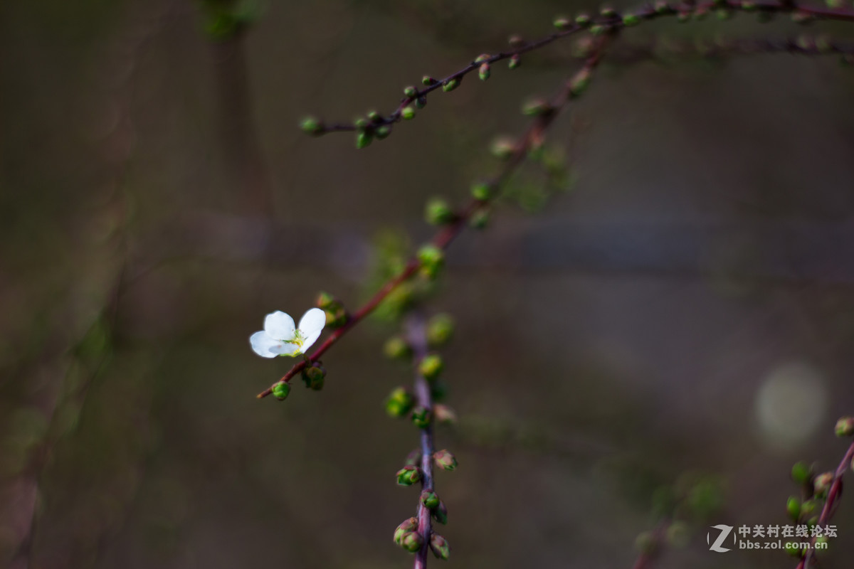 650D+小痰盂，初春下的梅花