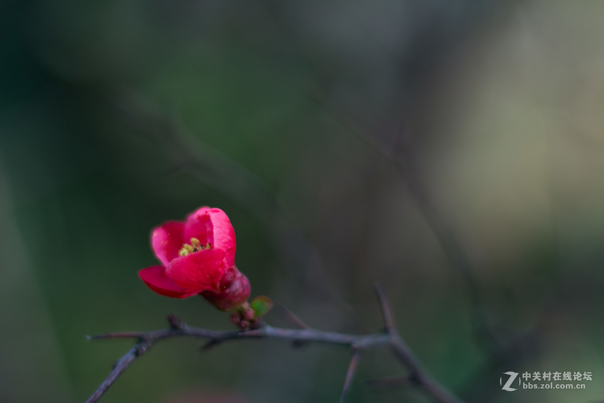 650D+小痰盂，初春下的梅花