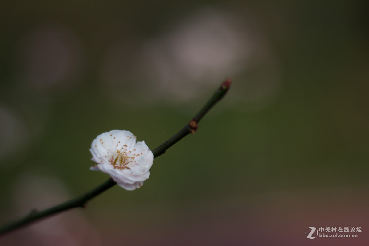 650D+小痰盂，初春下的梅花