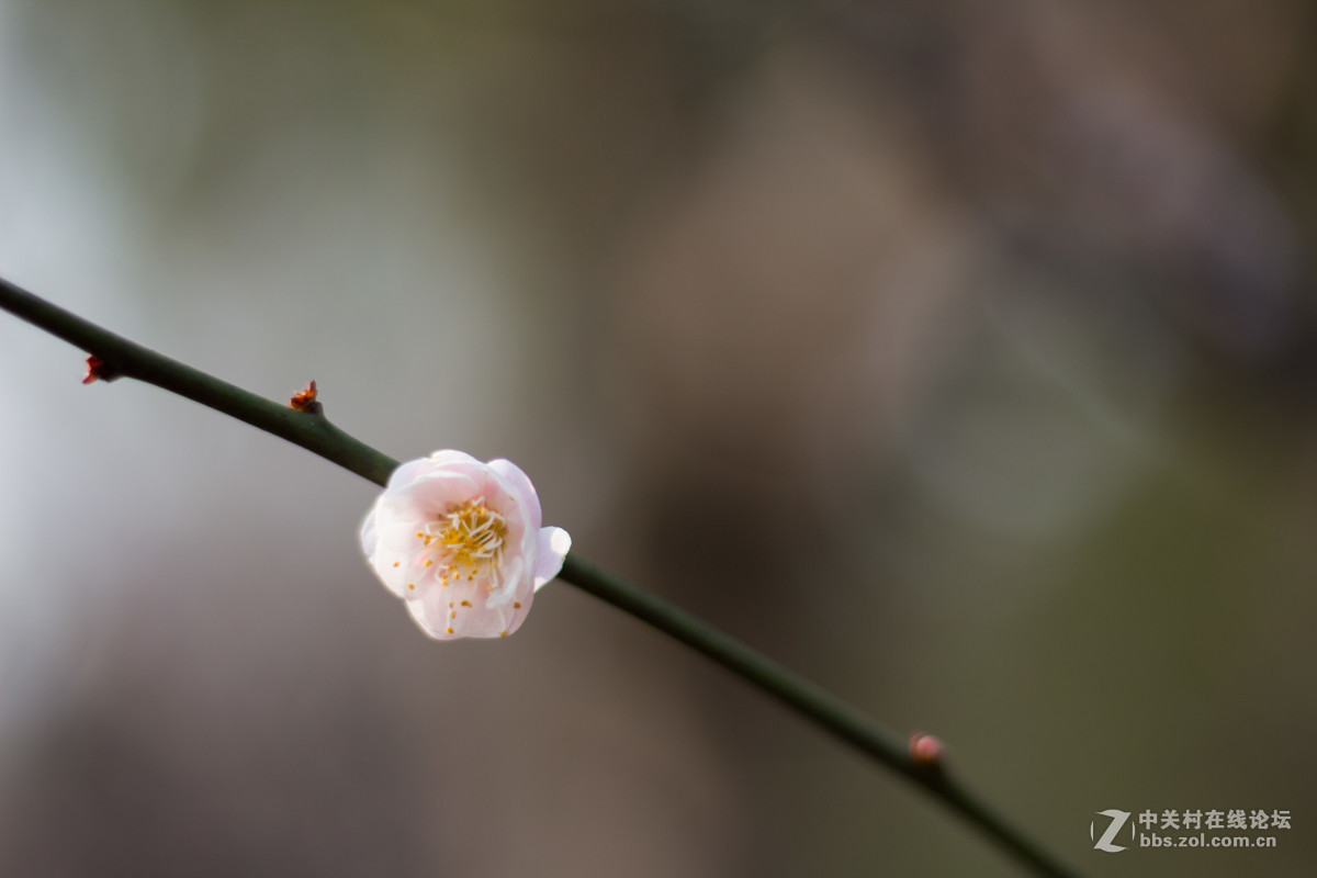 650D+小痰盂，初春下的梅花