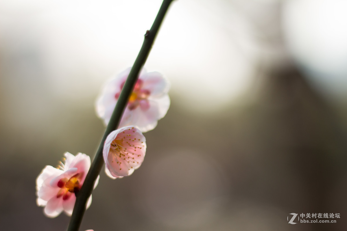 650D+小痰盂，初春下的梅花