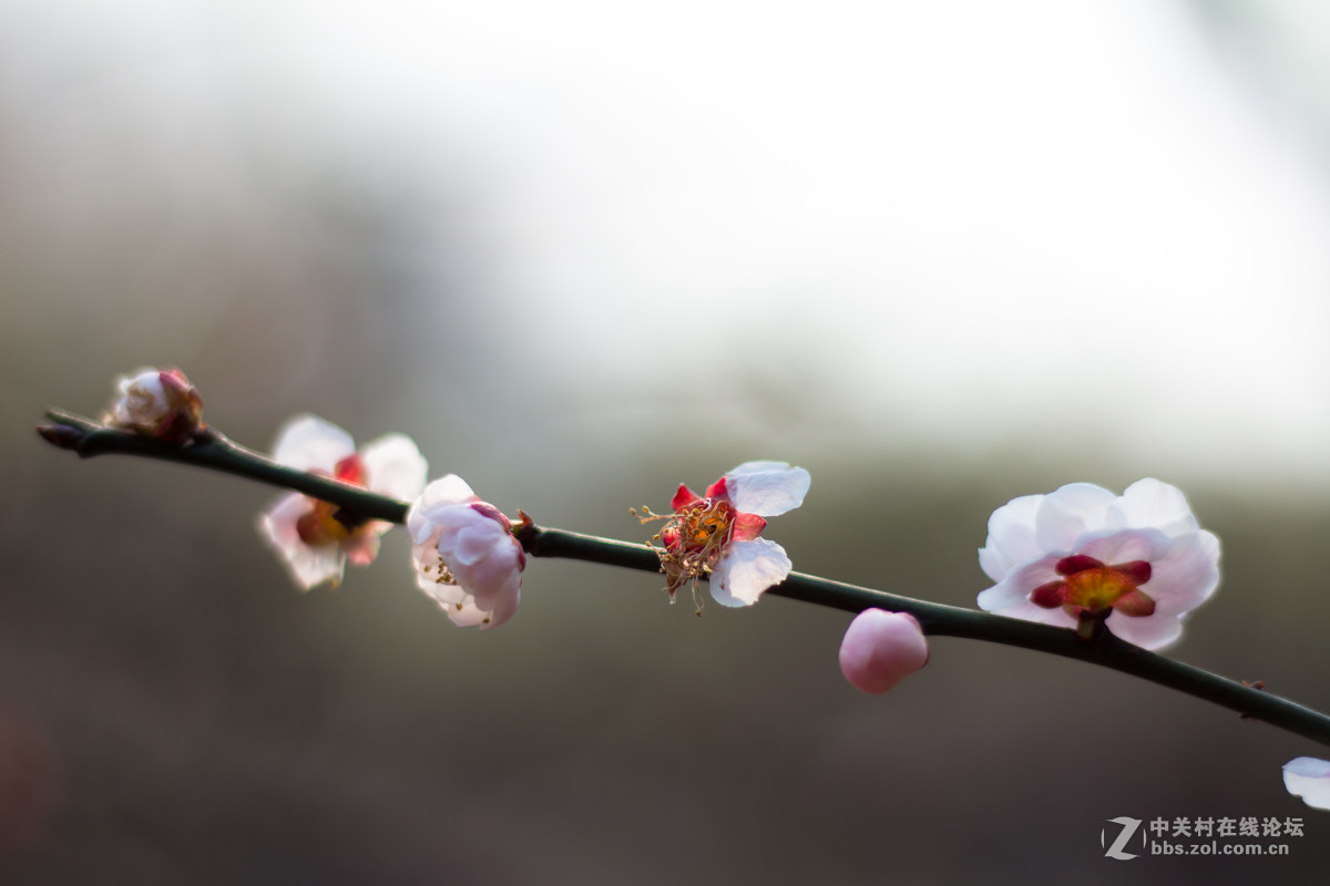 650D+小痰盂，初春下的梅花