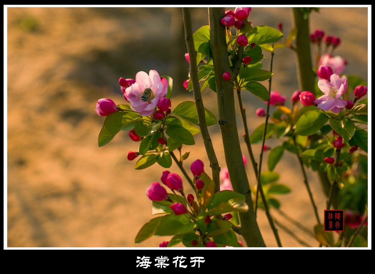 #佳能月赛-与佳能一起去踏青#   光影——海棠花