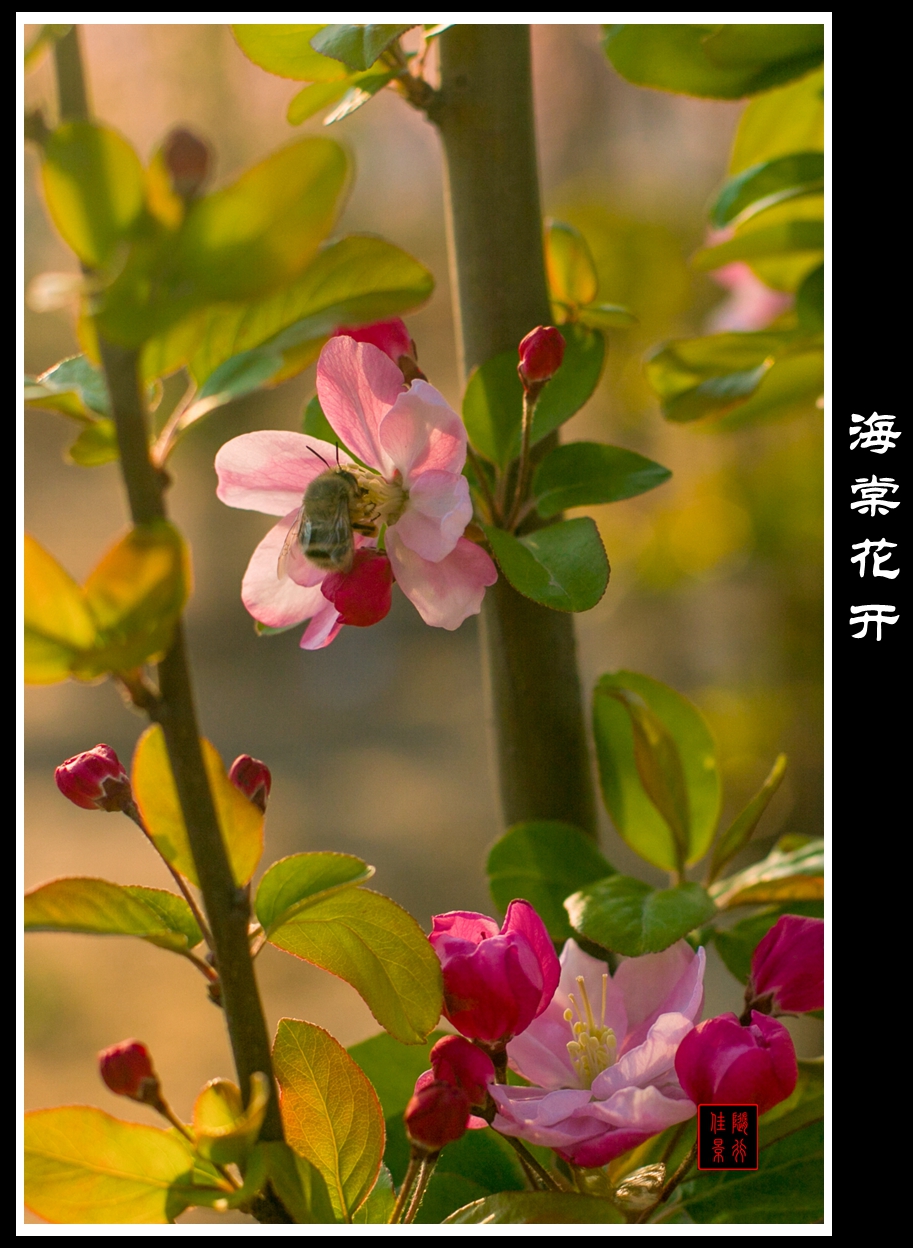 #佳能月赛-与佳能一起去踏青#   光影——海棠花