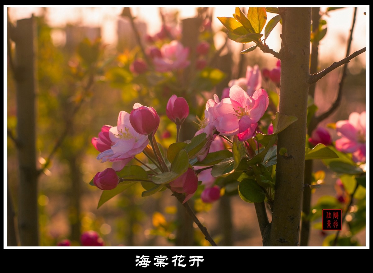 #佳能月赛-与佳能一起去踏青#   光影——海棠花