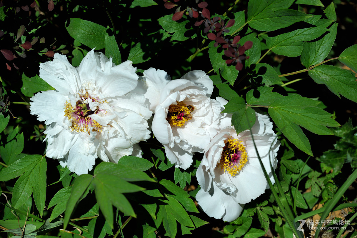 山东栖霞太虚宫牧丹花