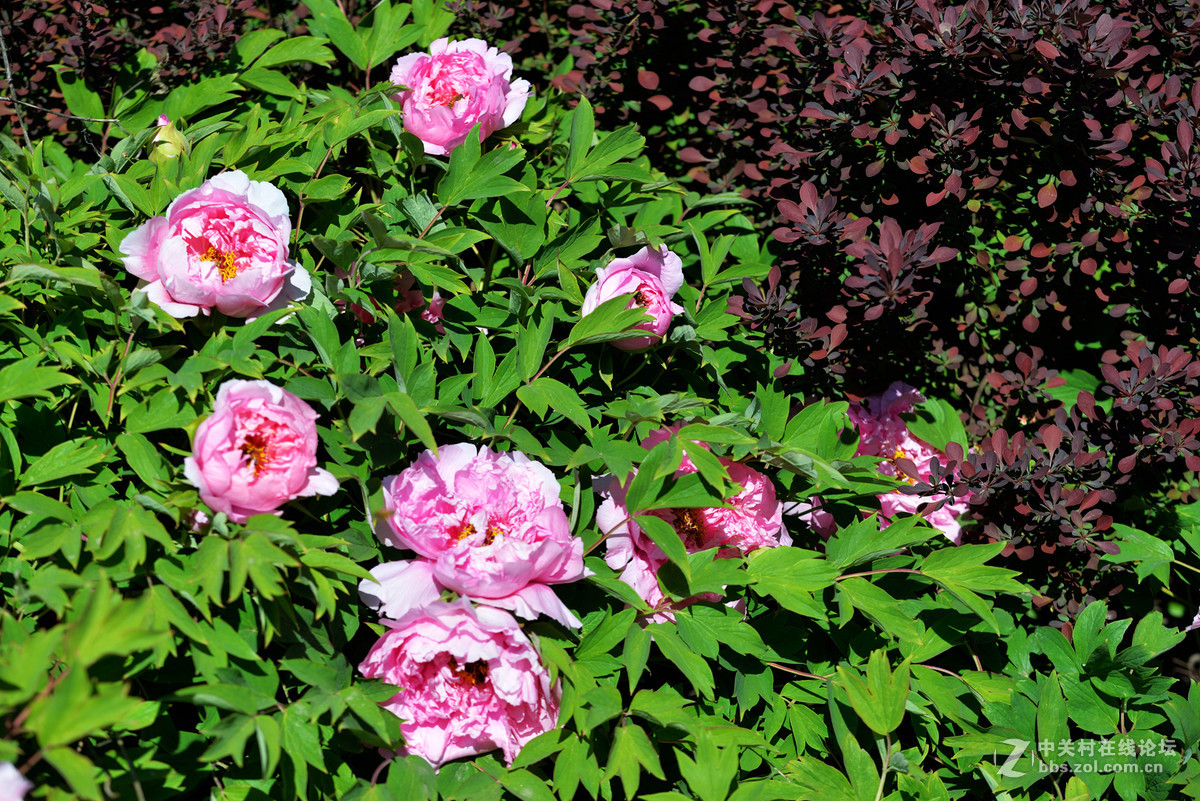 山东栖霞太虚宫牧丹花