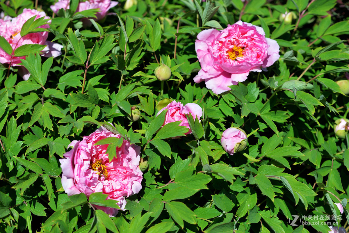 山东栖霞太虚宫牧丹花