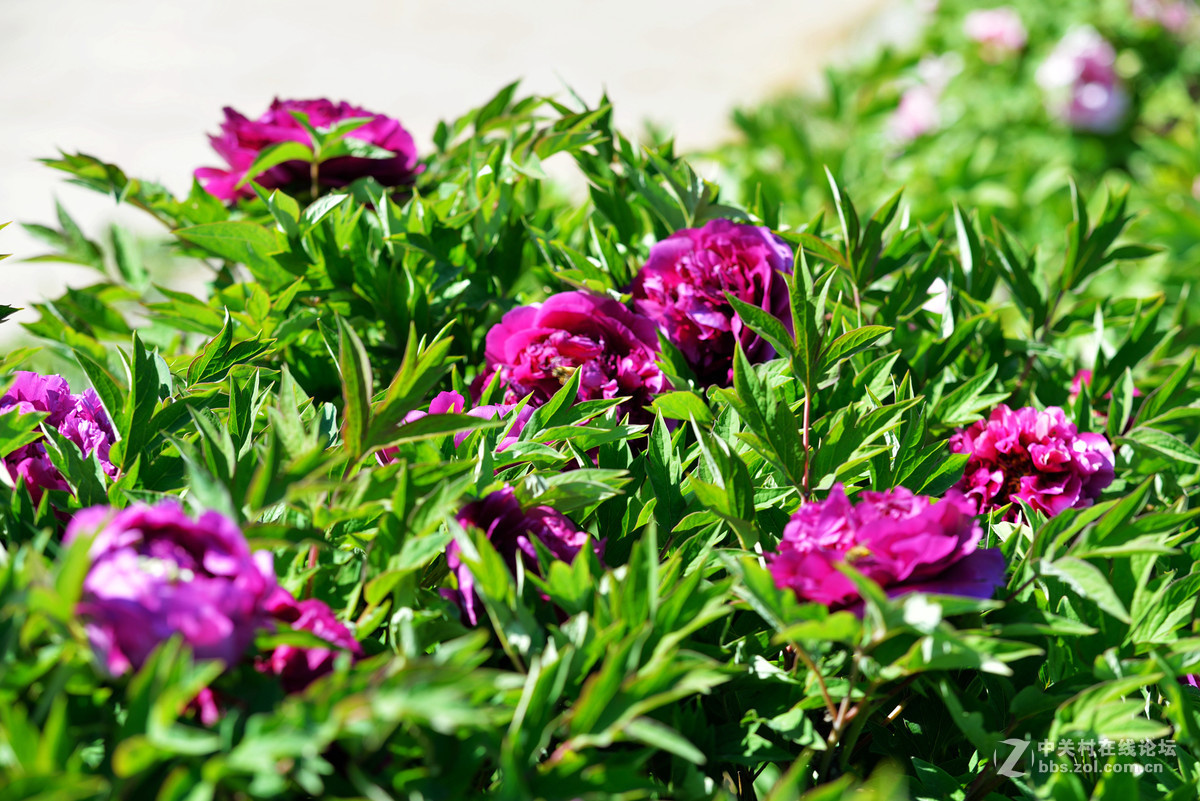 山东栖霞太虚宫牧丹花