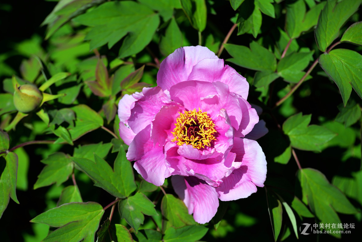 山东栖霞太虚宫牧丹花