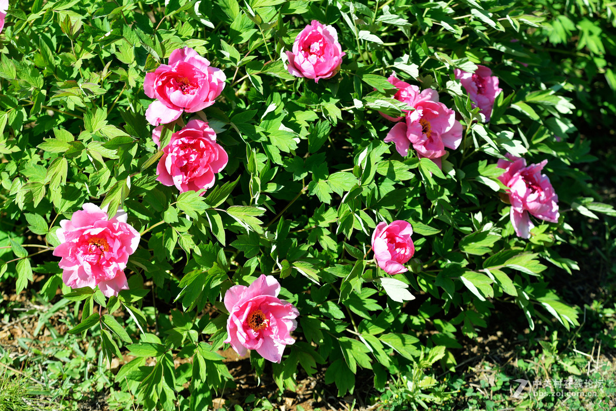 山东栖霞太虚宫牧丹花