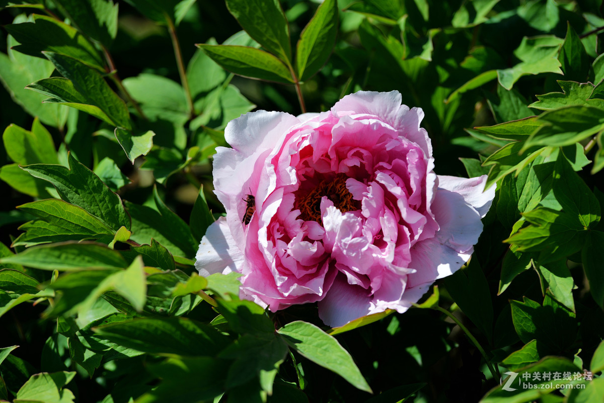 山东栖霞太虚宫牧丹花