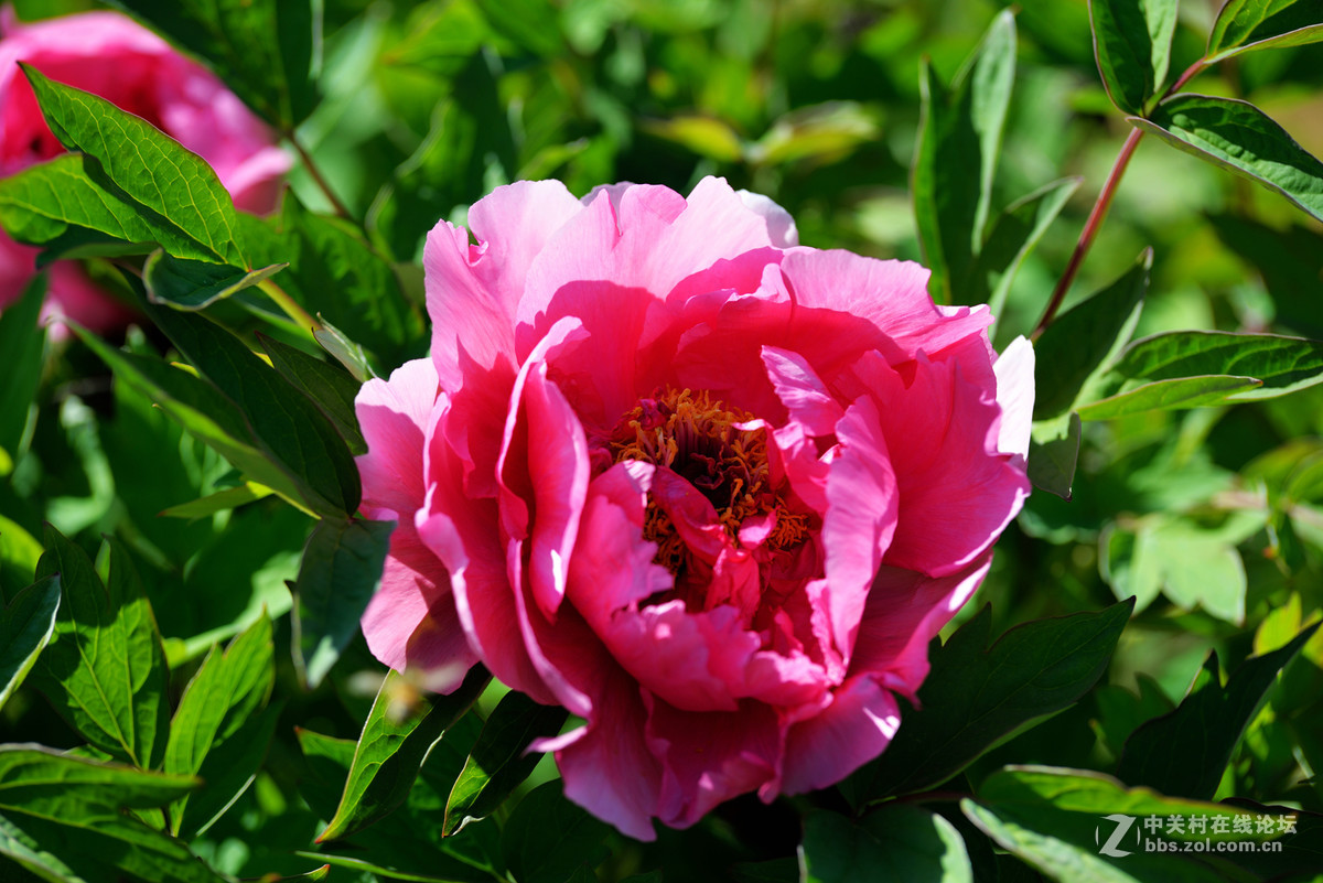 山东栖霞太虚宫牧丹花