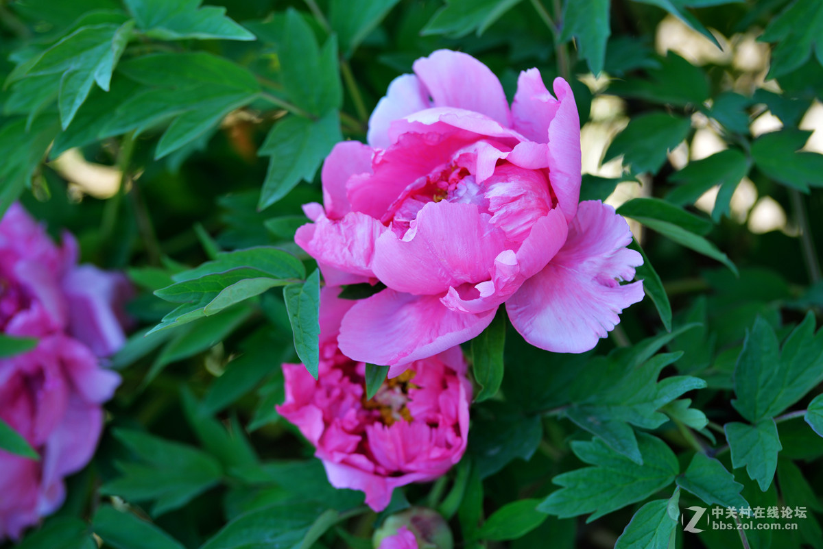 山东栖霞太虚宫牧丹花