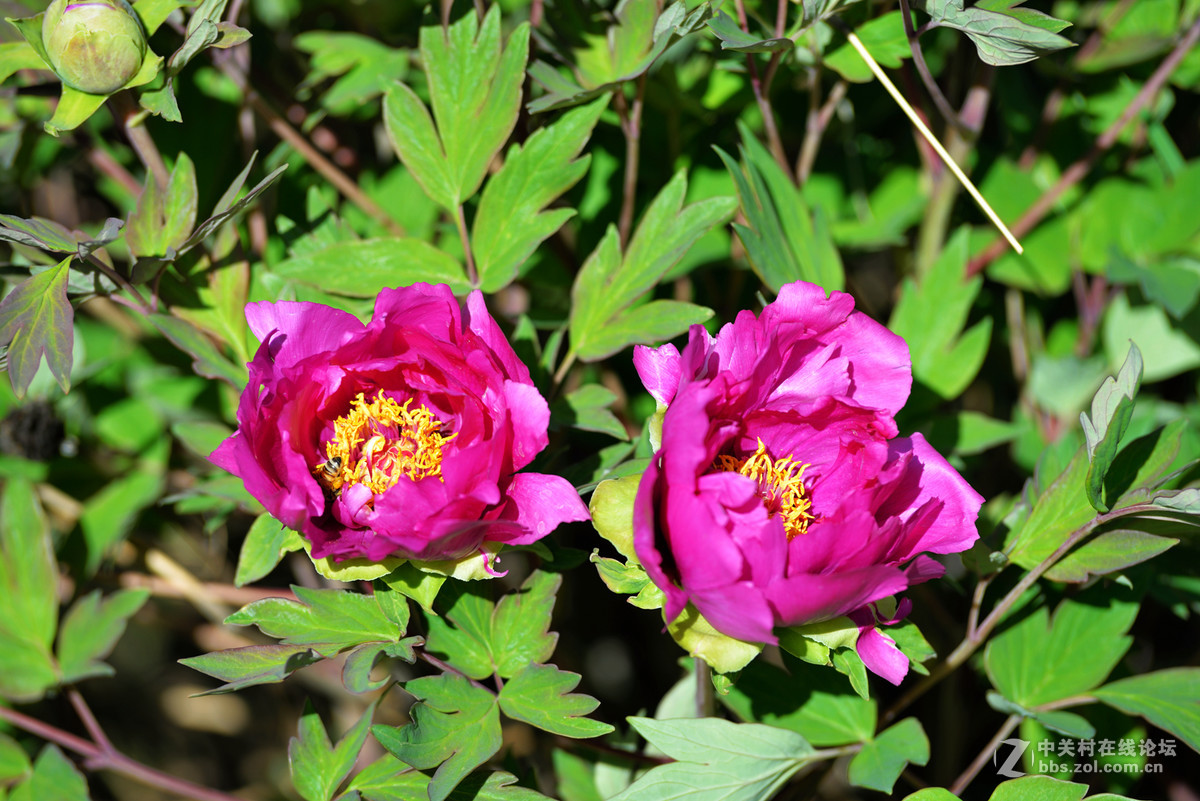 山东栖霞太虚宫牧丹花