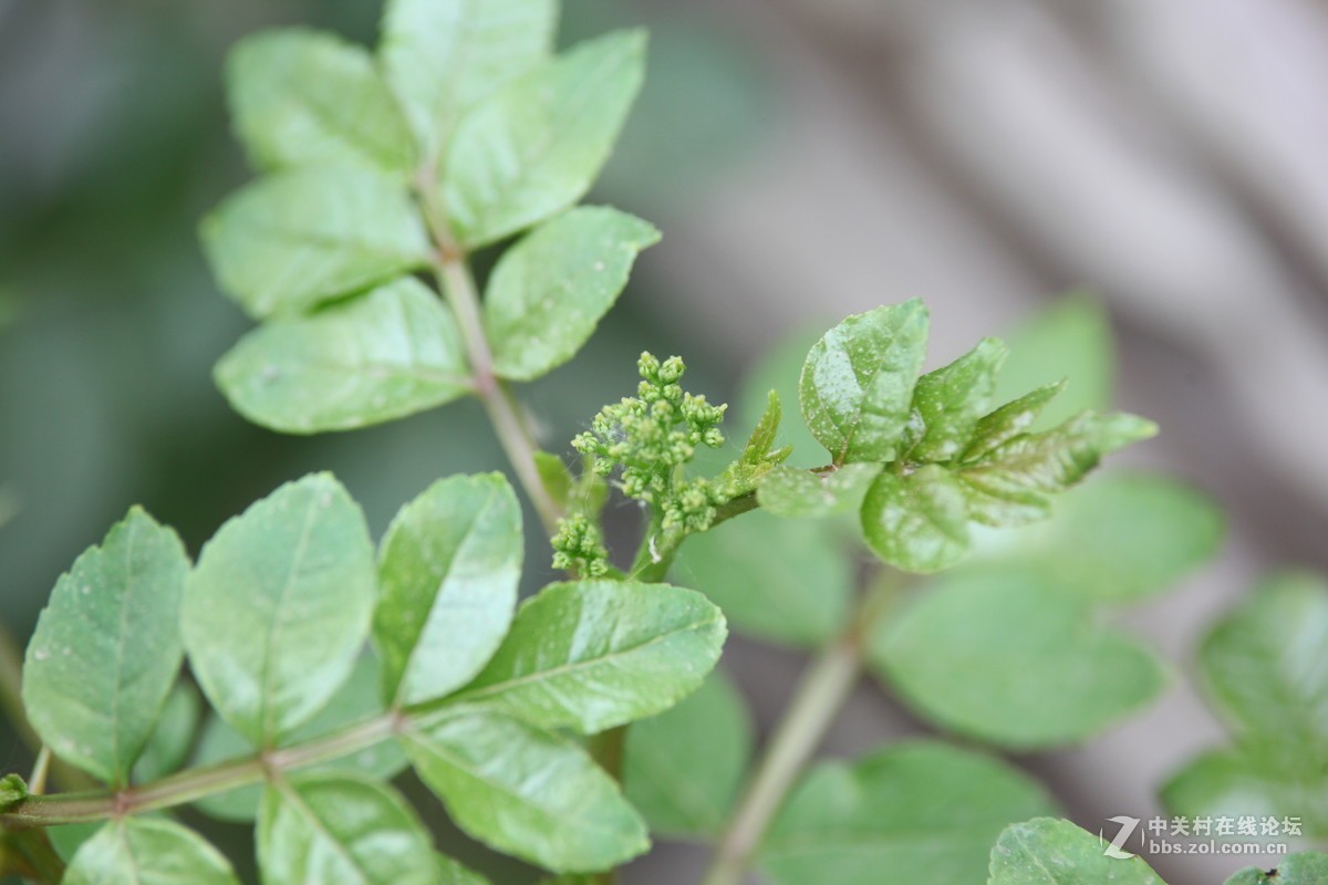 老镜头的一点贡献