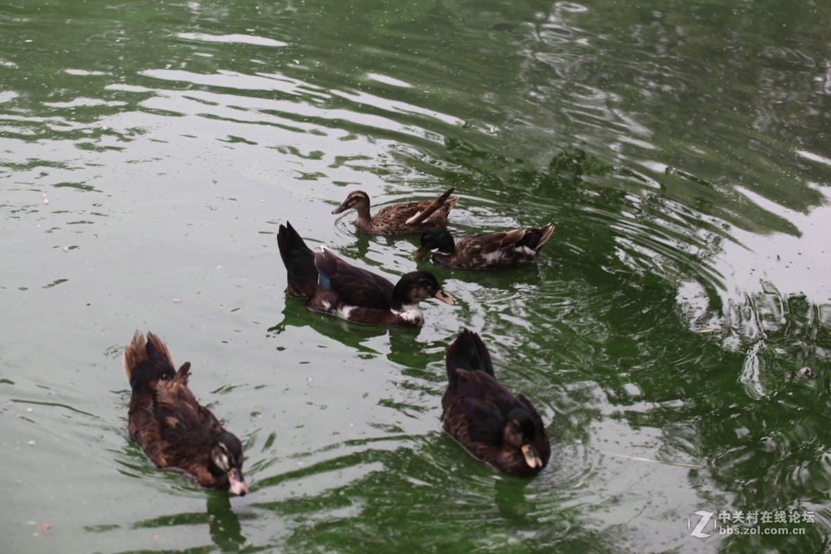 老镜头的一点贡献