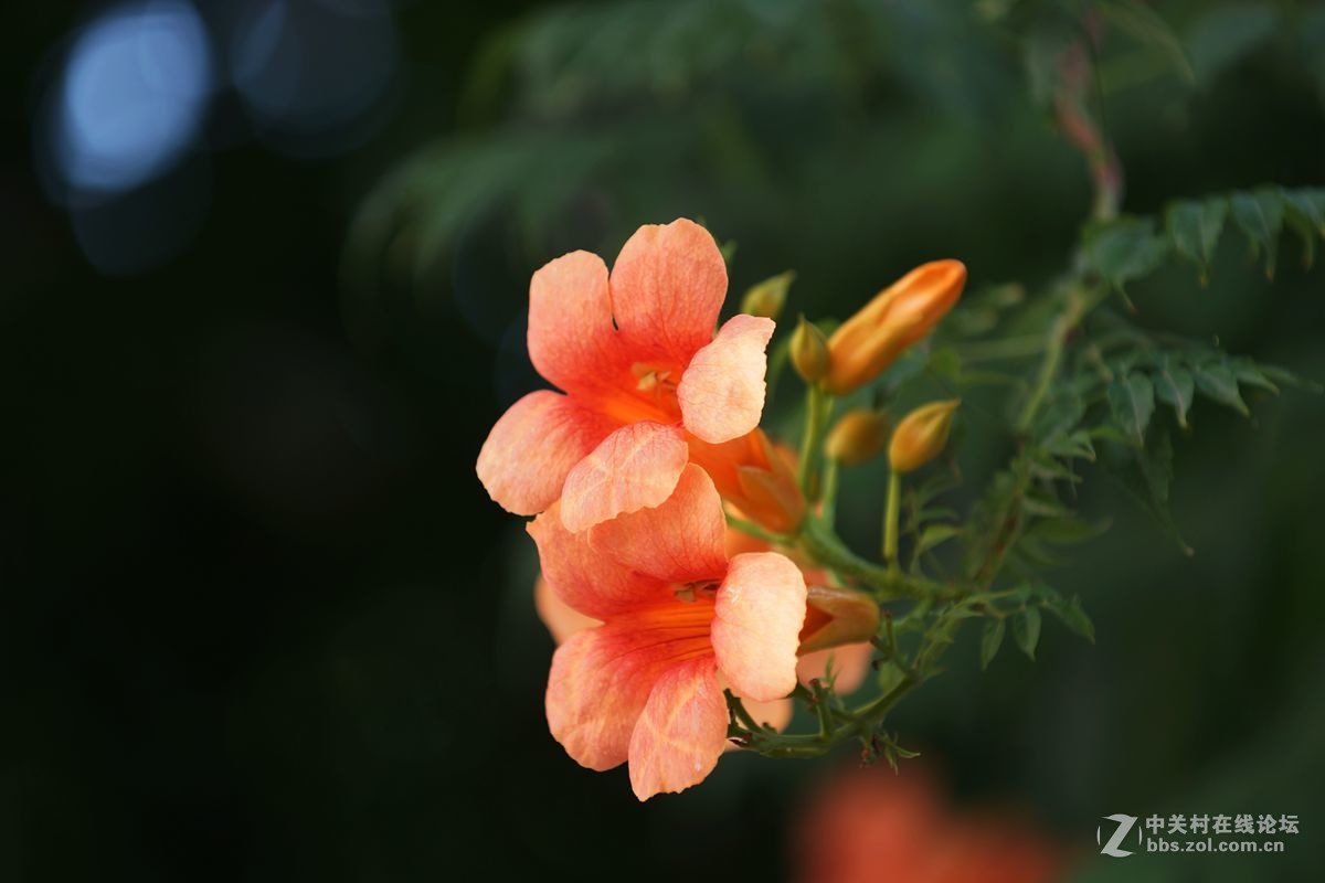菱霄花[之一]