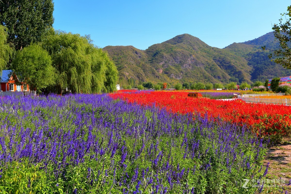 人间花海景区随拍